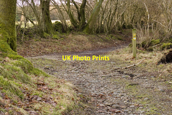 Photo 6"x4" Track junction in Cunsey Wood High Cunsey c2011