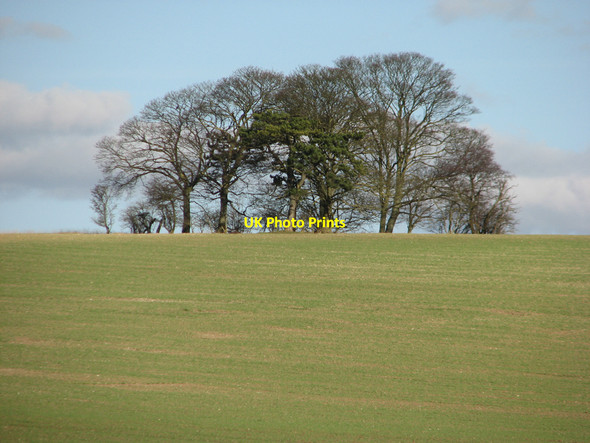 Photo 6"x4" Skyline copse Hildersham c2011