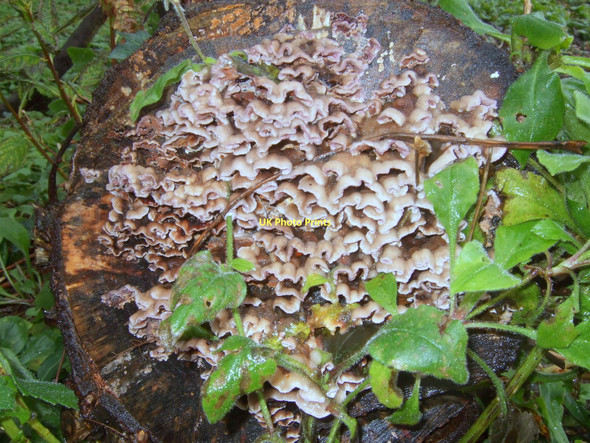 Photo 6"x4" Silverleaf fungus Fishguard\/Abergwaun c2010