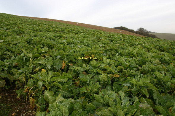 Photo 6"x4" Greenwich Meridian on Fore Hill Telscombe c2011