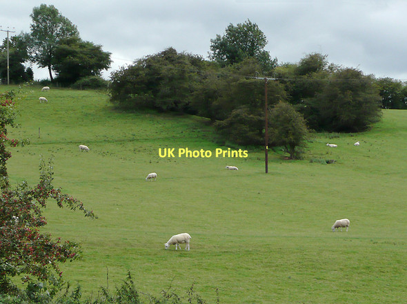 Photo 6"x4" Pasture near Tardebigge, Worcestershire Tardebigge c2010