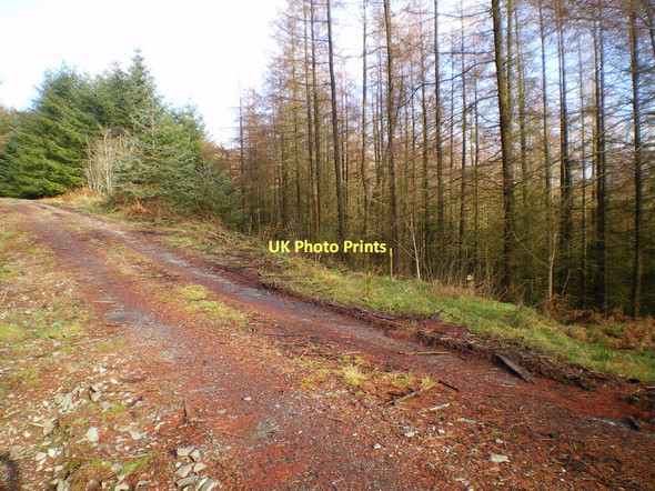 Photo 6"x4" Forest track and footpath junction Pantperthog c2011