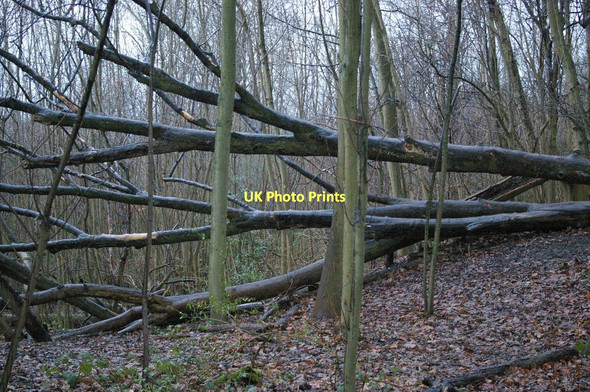 Photo 6"x4" Fallen tree, Cuckoo Wood Hazelwood\/TQ4461 c2011