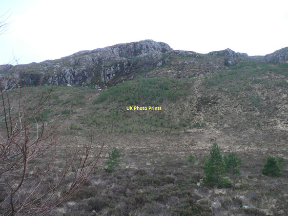 Photo 6"x4" Natural forest regeneration Meall glac Airigh an t-Saoir c2011