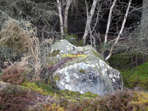 Photo 6"x4" Woodland edge Munlochy c2011
