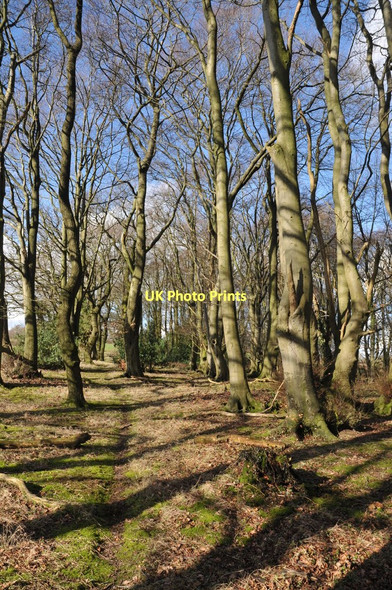 Photo 6"x4" Beech trees Coed-y-paen c2011