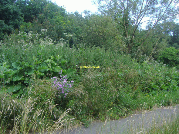 Photo 6"x4" Greenery on A243, Leatherhead Leatherhead c2008