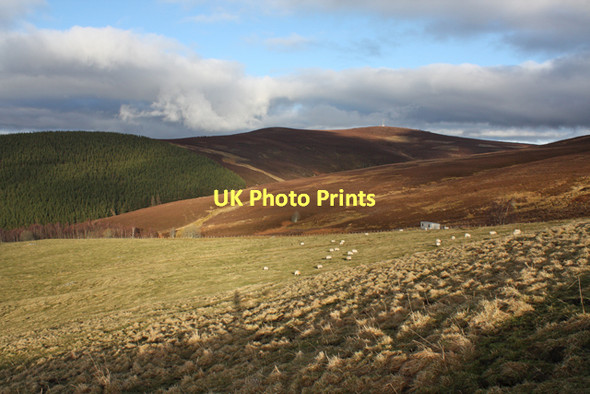 Photo 6"x4" Sheep pasture west of Moss Burn Advie c2011