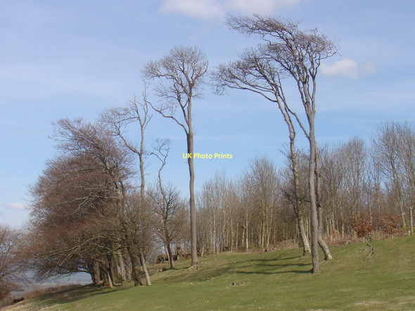 Photo 6"x4" Chanctonbury Ring Washington\/TQ1212 c2010