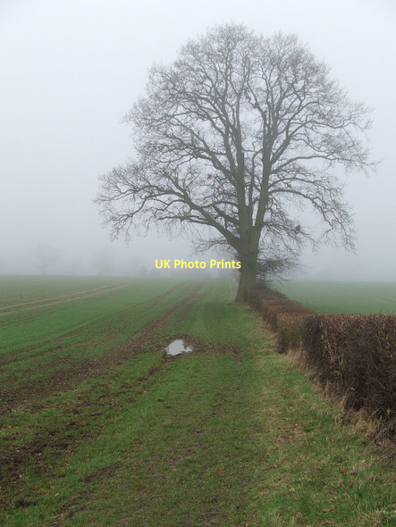 Photo 6"x4" Winter Tree Broad Green\/TL7859 c2011