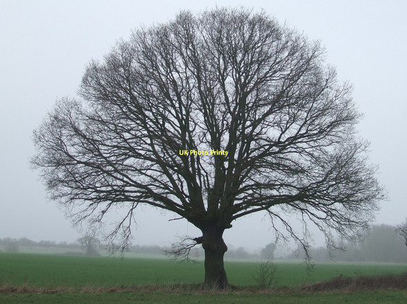 Photo 6"x4" Tree Silhouette Little Knowles Green c2011