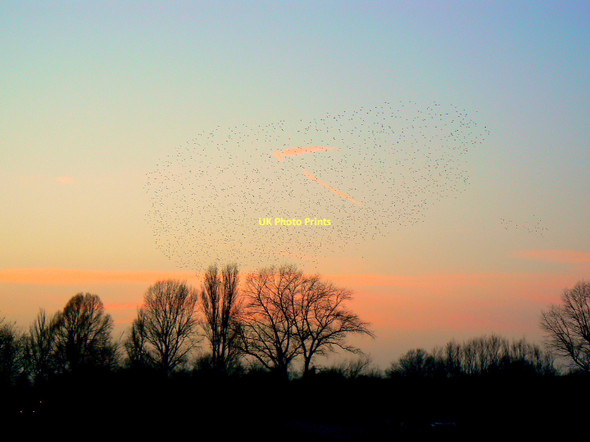 Photo 6"x4" Starlings over Wootton Bassett Road recreation ground, Swindon (1 of 5) Even Swindon c2011