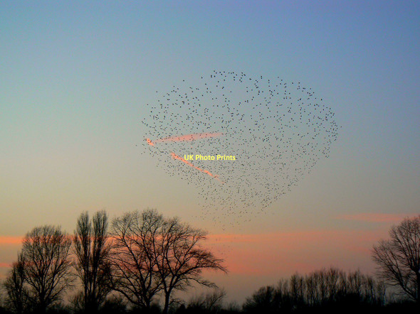 Photo 6"x4" Starlings over Wootton Bassett Road recreation ground, Swindon (2 of 5) Even Swindon c2011