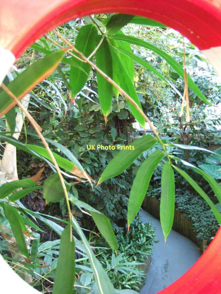 Photo 6"x4" Tropical World - looking down into the Australasian House Lidgett Park c2010