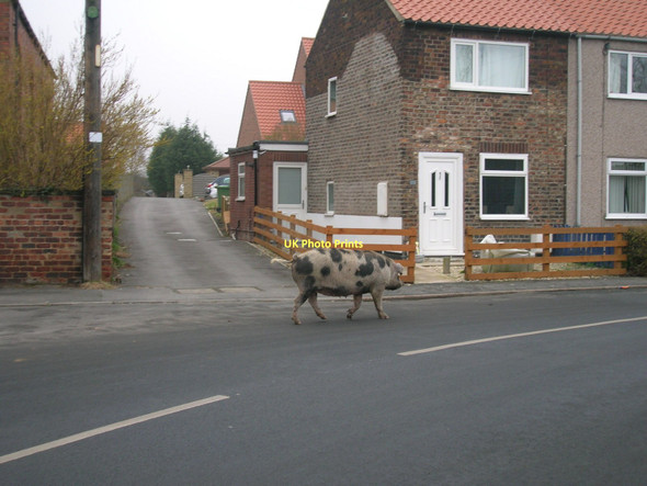 Photo 6"x4" Pig on the road, Camblesforth Camblesforth c2011