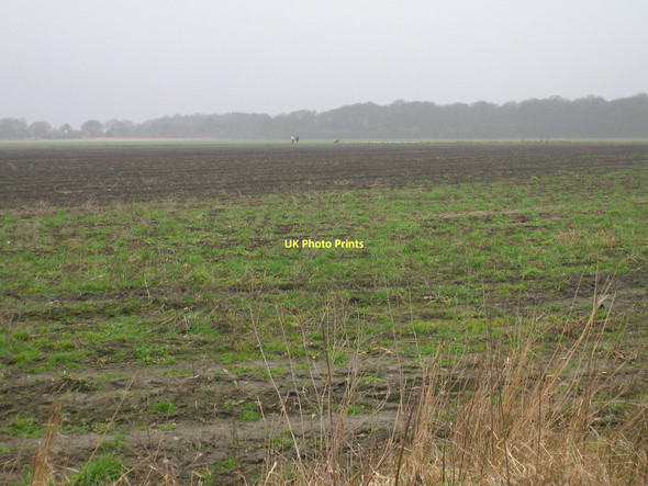 Photo 6"x4" Farmland near Common House Barlow\/SE6428 c2011