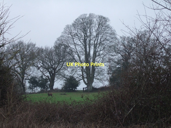 Photo 6"x4" Is it alive? A statue of a deer in a field Sowton\/SX9792 c2011