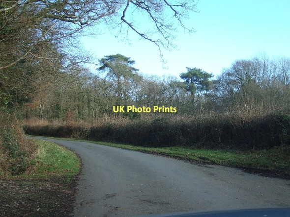 Photo 6"x4" Entering Ashclyst Forest Hollis Head c2011