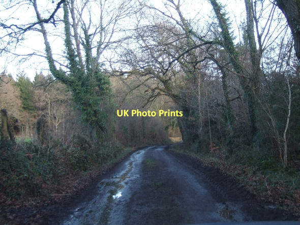 Photo 6"x4" Road to Ashclyst Forest Hollis Head c2011