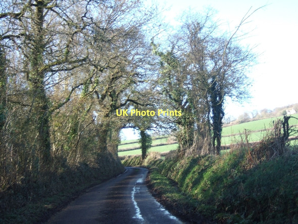 Photo 6"x4" New Road, on the north side of Ashclyst Forest Hollis Head c2011