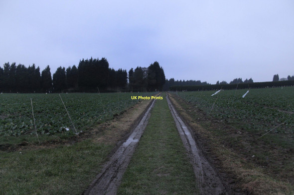 Photo 6"x4" Vegetable Fields Kelsall c2011
