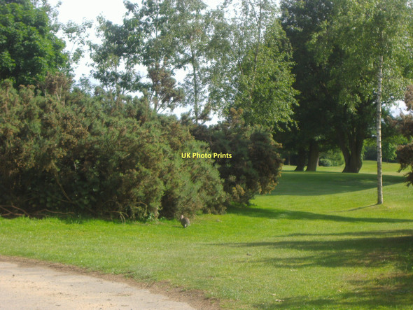 Photo 6"x4" Pyrford golf club with rabbit Ridgway\/TQ0459 c2009