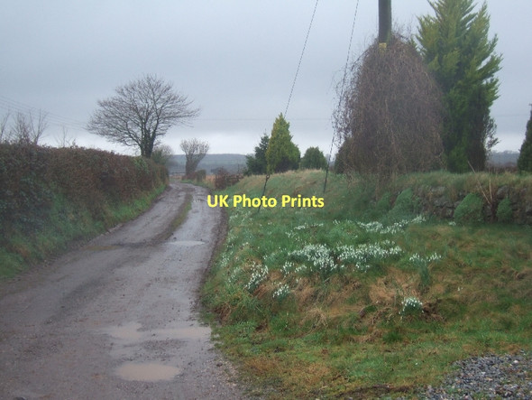 Photo 6"x4" Green Lane and snowdrops Rewe\/SX9499 c2011