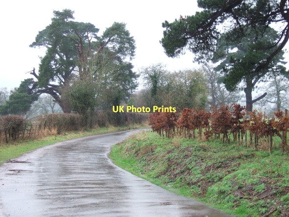 Photo 6"x4" The drive to Pynes Upton Pyne c2011