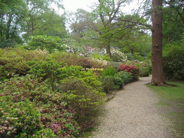 Photo 6"x4" Isabella plantation, Richmond Park Kingston Upon Thames c2008