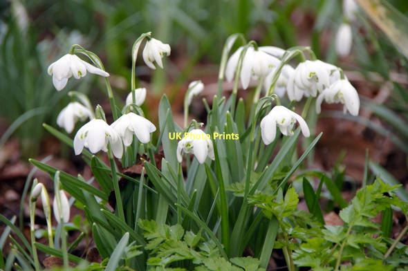 Photo 6"x4" Snowdrops, Myddelton House Gardens, Enfield Bulls Cross\/TQ3499 c2011