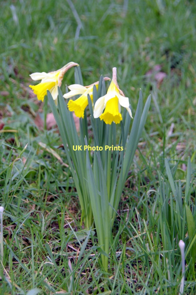 Photo 6"x4" Daffodils, Myddelton House Garden, Enfield Bulls Cross\/TQ3499 c2011