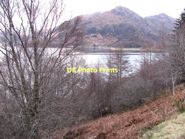 Photo 6"x4" Ratagan Forest Invershiel c2011