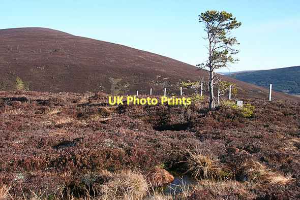 Photo 6"x4" Bog Pools and Lonely Pine Knowe\/NJ2835 c2011