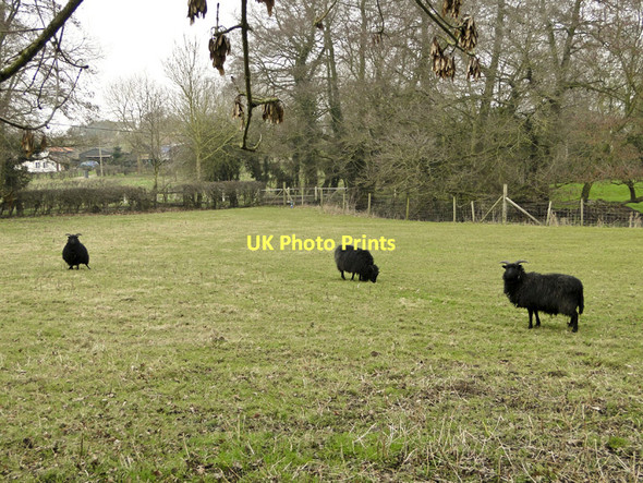 Photo 6"x4" Hebridean sheep grazing on the rich pastures of the Alde Valley Bruisyard c2011