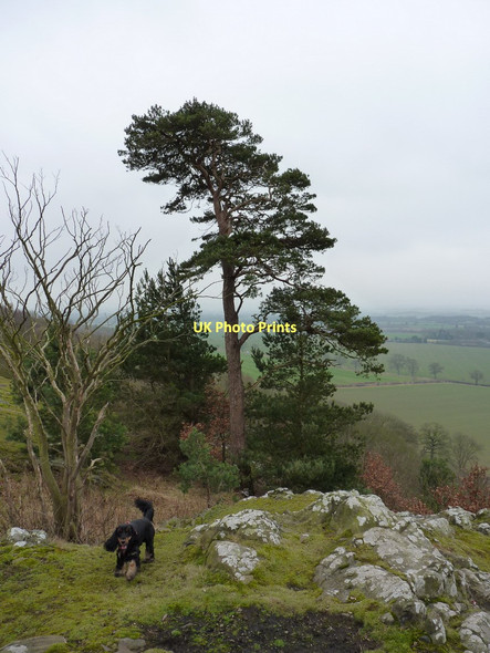 Photo 6"x4" The western edge of Haughmond Hill Uffington\/SJ5213 c2011