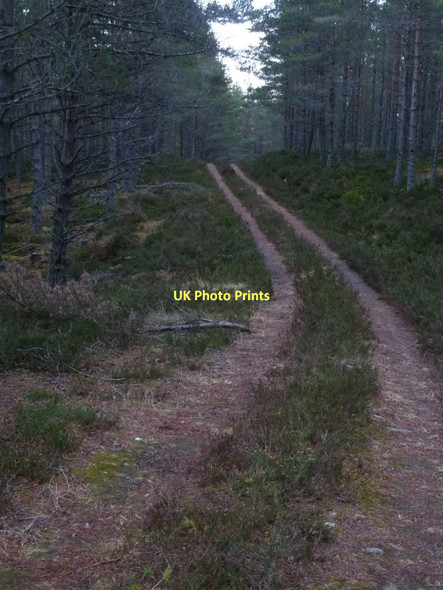 Photo 6"x4" Forest track, Inveruglass Forest Drumguish\/NN7999 c2011