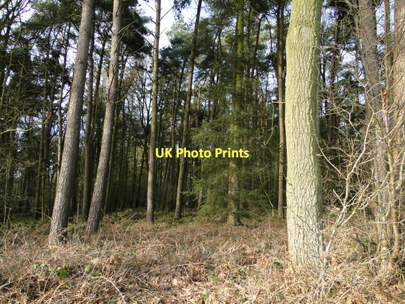 Photo 6"x4" Weasenham Woods Rougham\/TF8320 c2011