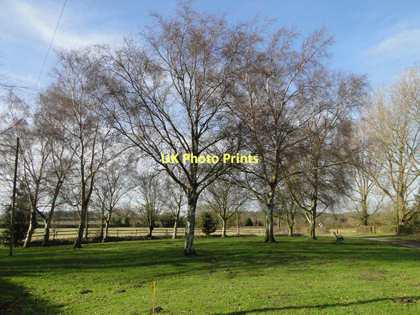 Photo 6"x4" Silver birch trees on the Green at Great Dunham East Lexham c2011