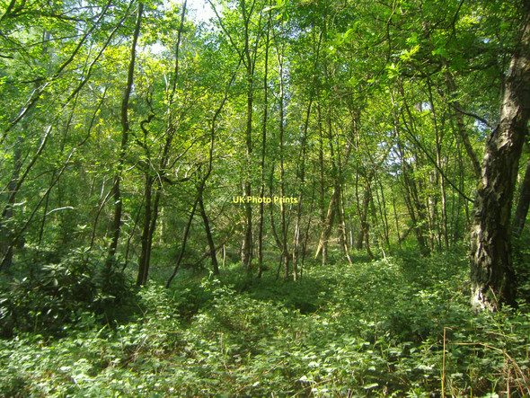 Photo 6"x4" Woods by A287 Churt Crosswater c2009 P1