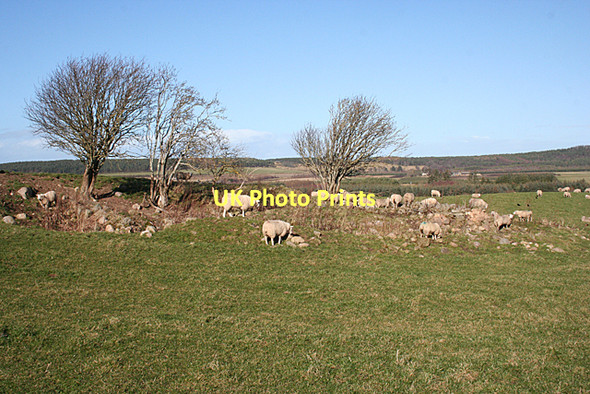 Photo 6"x4" Wester Hillside Torrieston c2011