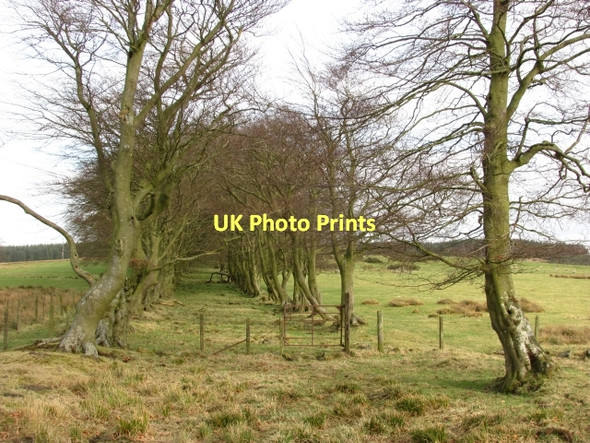Photo 6"x4" Old track to Queenshill Wildmanbridge c2011