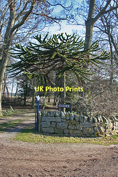 Photo 6"x4" Monkey Puzzle at Cloves Alves c2011