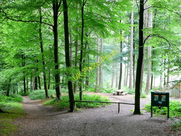 Photo 6"x4" Beech woodland north of Broom Hill Hillersland c2009