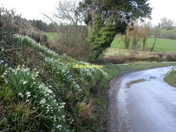 Photo 6"x4" Compton Valence, snowdrops Compton Valence c2011