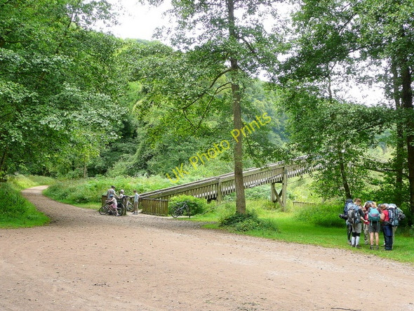 Photo 6"x4" Forest footpath users 4 Hillersland c2009
