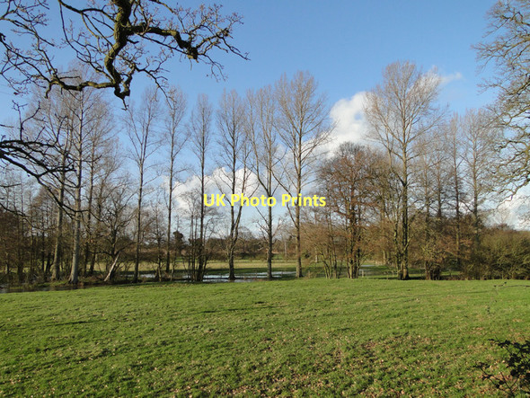 Photo 6"x4" The River Alde behind the poplar trees at Benhall Benhall Street c2011