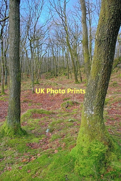 Photo 6"x4" Torver Common Wood Haws Bank\/SD3096 c2011