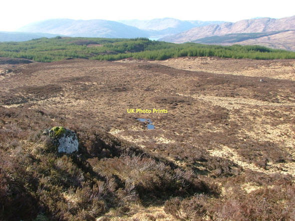 Photo 6"x4" Forestry from Druim Liath Ard Ariundle c2011