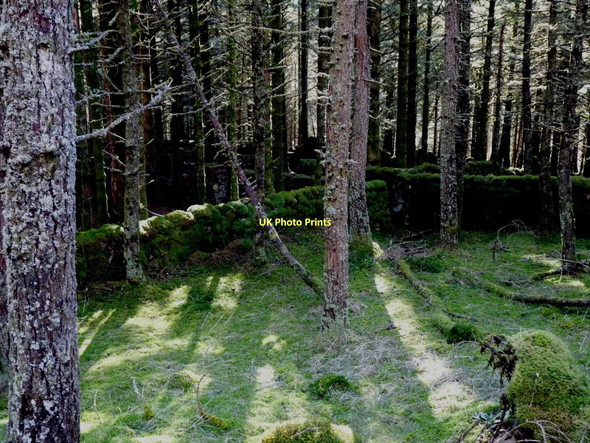 Photo 6"x4" Conifer planting takes over at Kingairloch Kingairloch \/ Ceann Ghe\u00e0rr-Loch c2011