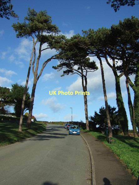 Photo 6"x4" Ilsham Marine Drive with pine trees Ellacombe c2011